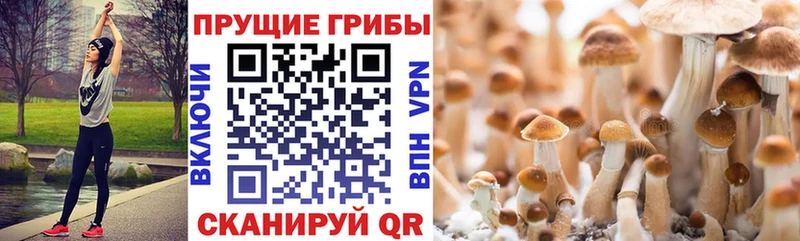 Галлюциногенные грибы GOLDEN TEACHER Стародуб